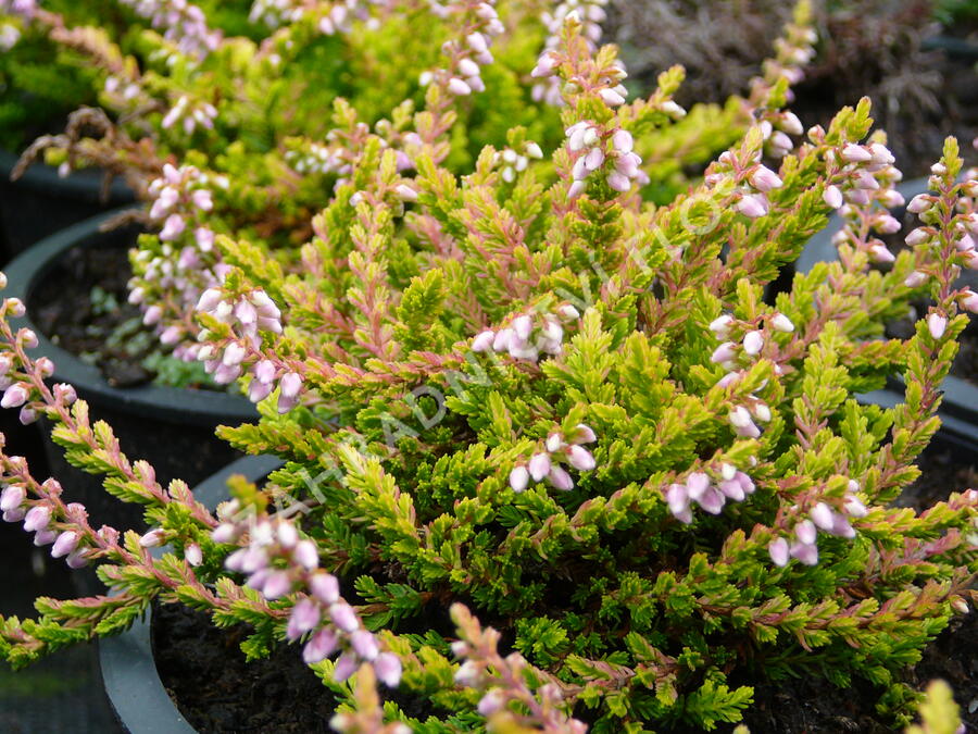 Vřes obecný 'Golden Wonder' - Calluna vulgaris 'Golden Wonder'