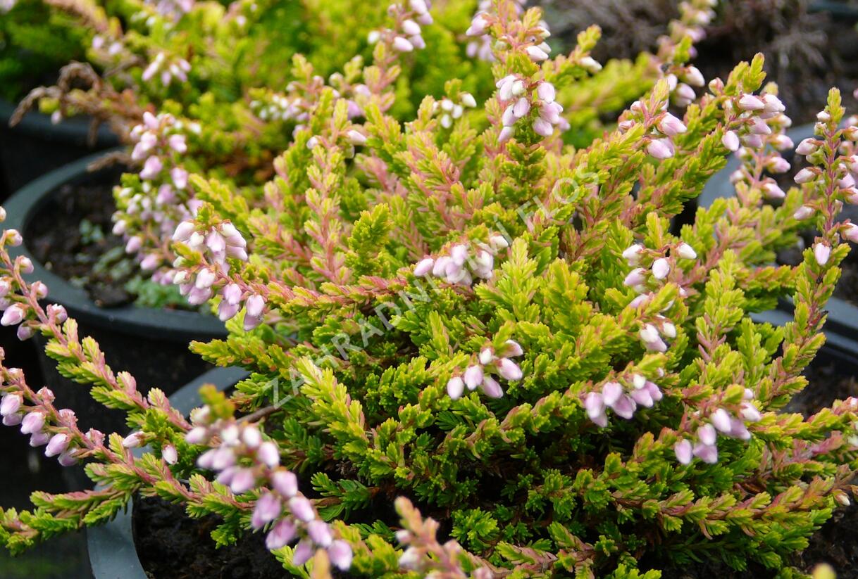 Vřes obecný 'Golden Wonder' - Calluna vulgaris 'Golden Wonder'