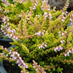 Vřes obecný 'Golden Wonder' - Calluna vulgaris 'Golden Wonder'