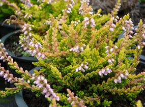 Vřes obecný 'Golden Wonder' - Calluna vulgaris 'Golden Wonder'