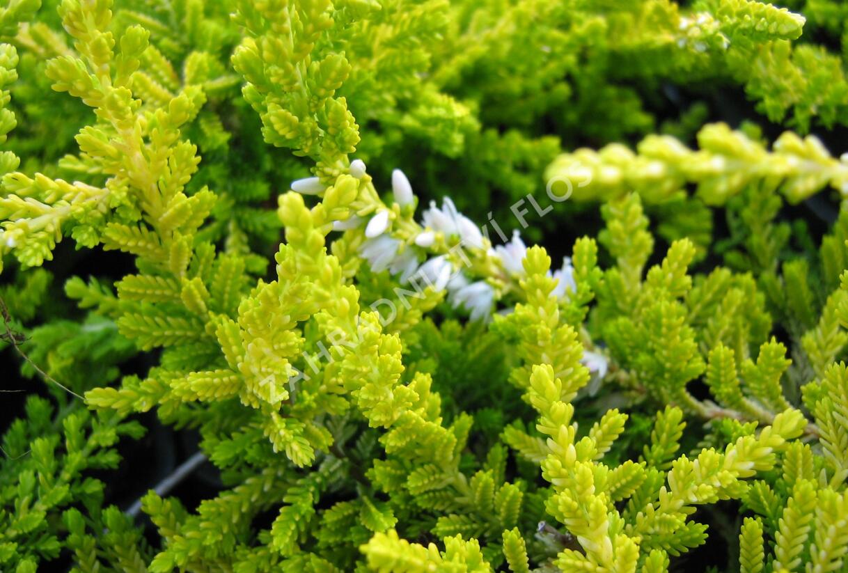 Vřes obecný 'Gold Haze' - Calluna vulgaris 'Gold Haze'