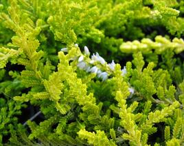 Vřes obecný 'Gold Haze'