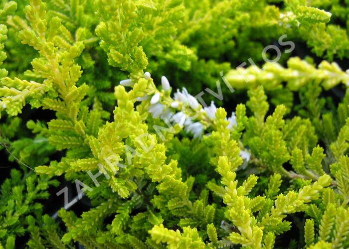 Vřes obecný 'Gold Haze' - Calluna vulgaris 'Gold Haze'