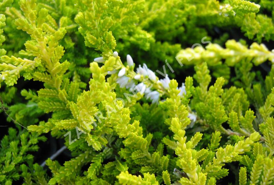 Vřes obecný 'Gold Haze' - Calluna vulgaris 'Gold Haze'