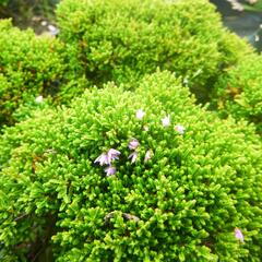 Vřes obecný 'Foxii Nana' - Calluna vulgaris 'Foxii Nana'