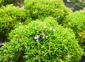 Vřes obecný 'Foxii Nana' - Calluna vulgaris 'Foxii Nana'