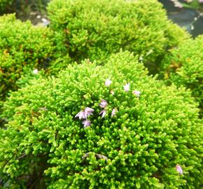 Vřes obecný 'Foxii Nana' - Calluna vulgaris 'Foxii Nana'