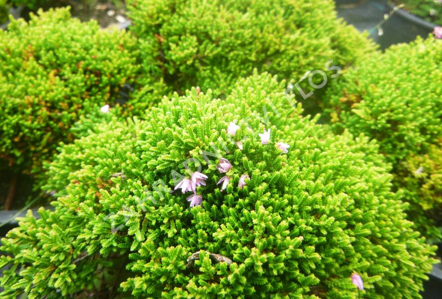 Vřes obecný 'Foxii Nana' - Calluna vulgaris 'Foxii Nana'