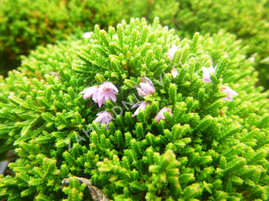 Vřes obecný 'Foxii Nana' - Calluna vulgaris 'Foxii Nana'