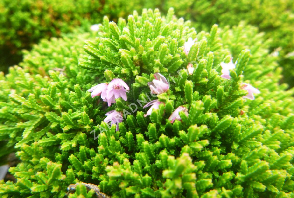Vřes obecný 'Foxii Nana' - Calluna vulgaris 'Foxii Nana'
