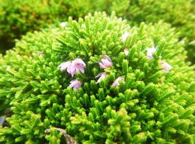 Vřes obecný 'Foxii Nana' - Calluna vulgaris 'Foxii Nana'
