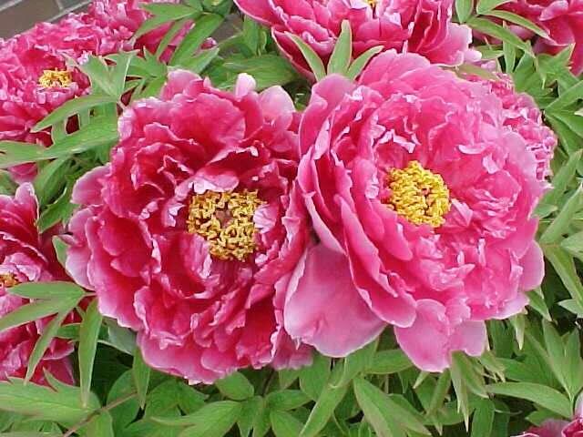 Pivoňka dřevitá - Paeonia suffruticosa