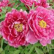 Pivoňka dřevitá - Paeonia suffruticosa