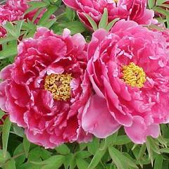 Pivoňka dřevitá - Paeonia suffruticosa