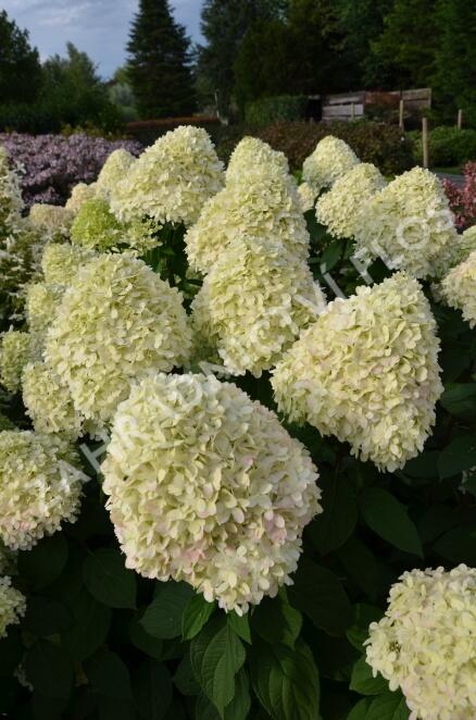 Hortenzie latnatá - Hydrangea paniculata