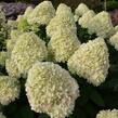 Hortenzie latnatá - Hydrangea paniculata