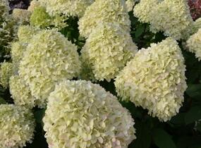 Hortenzie latnatá - Hydrangea paniculata