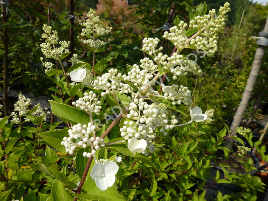 Hortenzie latnatá - Hydrangea paniculata