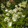 Hortenzie latnatá - Hydrangea paniculata