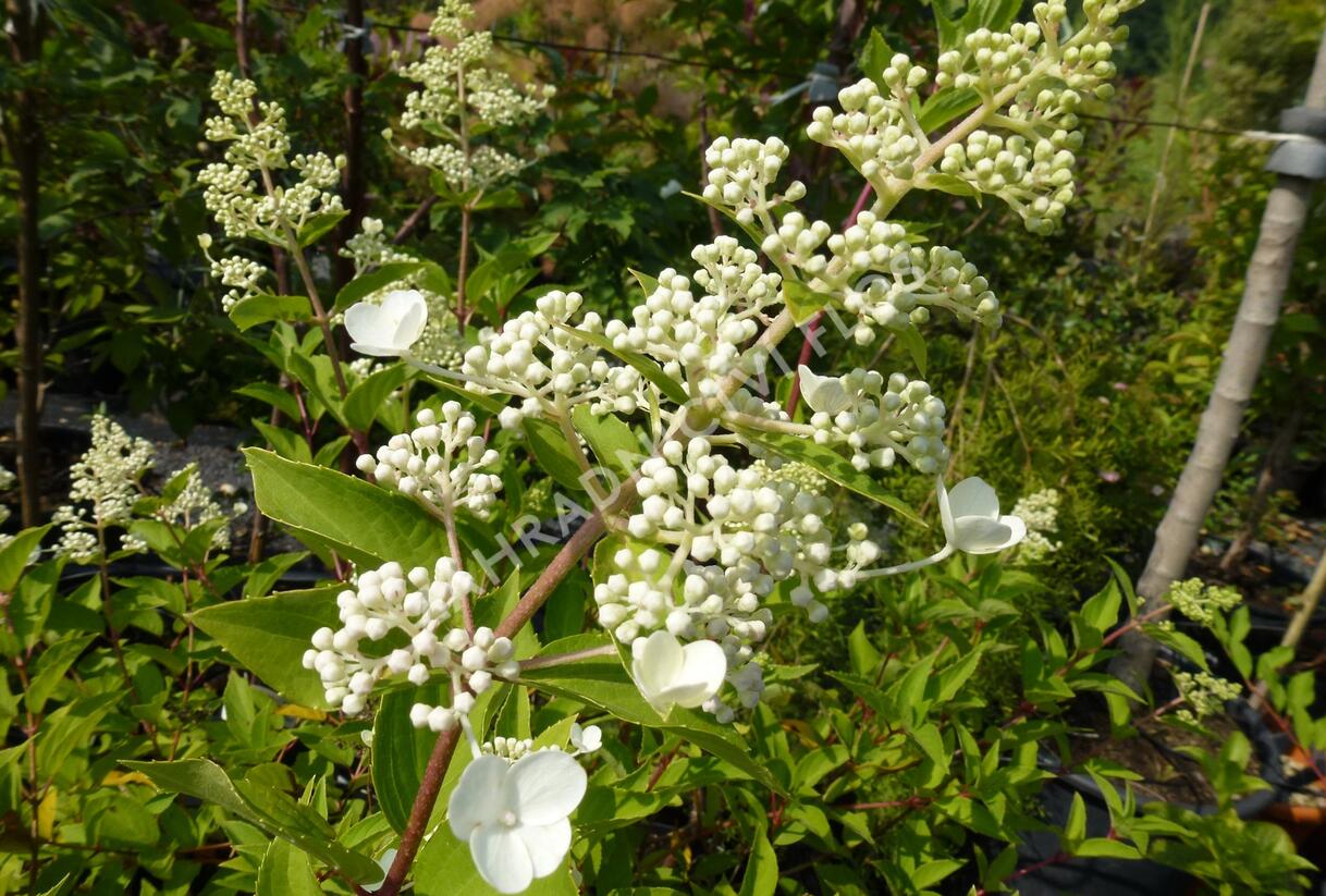 Hortenzie latnatá - Hydrangea paniculata