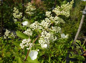 Hortenzie latnatá - Hydrangea paniculata