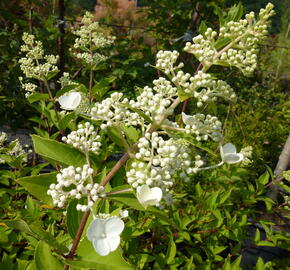 Hortenzie latnatá - Hydrangea paniculata