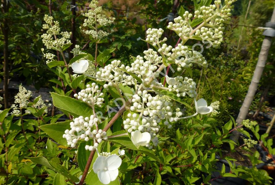 Hortenzie latnatá - Hydrangea paniculata