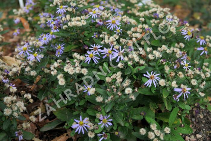 Japonská astra 'Nana Blue' - Kalimeris incisa 'Nana Blue'