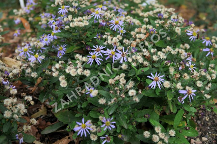 Japonská astra 'Nana Blue' - Kalimeris incisa 'Nana Blue'