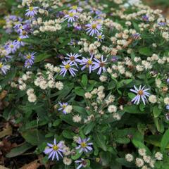 Japonská astra 'Nana Blue' - Kalimeris incisa 'Nana Blue'