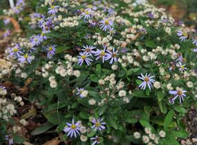 Japonská astra 'Nana Blue' - Kalimeris incisa 'Nana Blue'