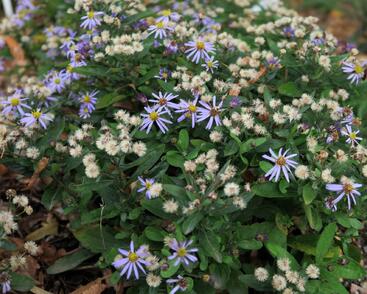 Japonská astra 'Nana Blue'