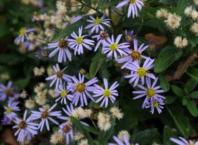 Japonská astra 'Nana Blue' - Kalimeris incisa 'Nana Blue'