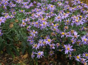Japonská astra 'Nana Blue' - Kalimeris incisa 'Nana Blue'