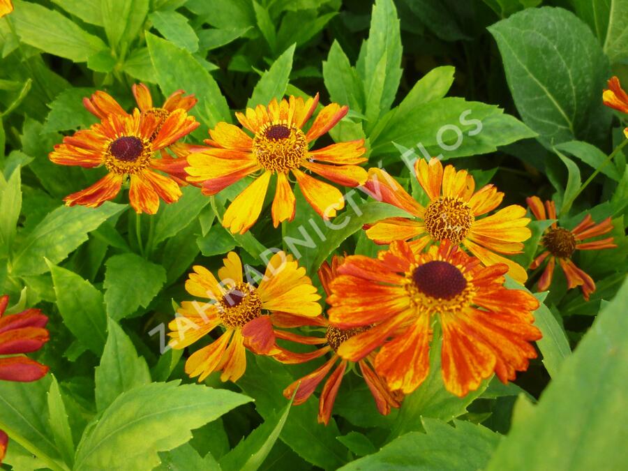 Záplevák 'Wonadonga' - Helenium 'Wonadonga'