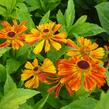 Záplevák 'Wonadonga' - Helenium 'Wonadonga'