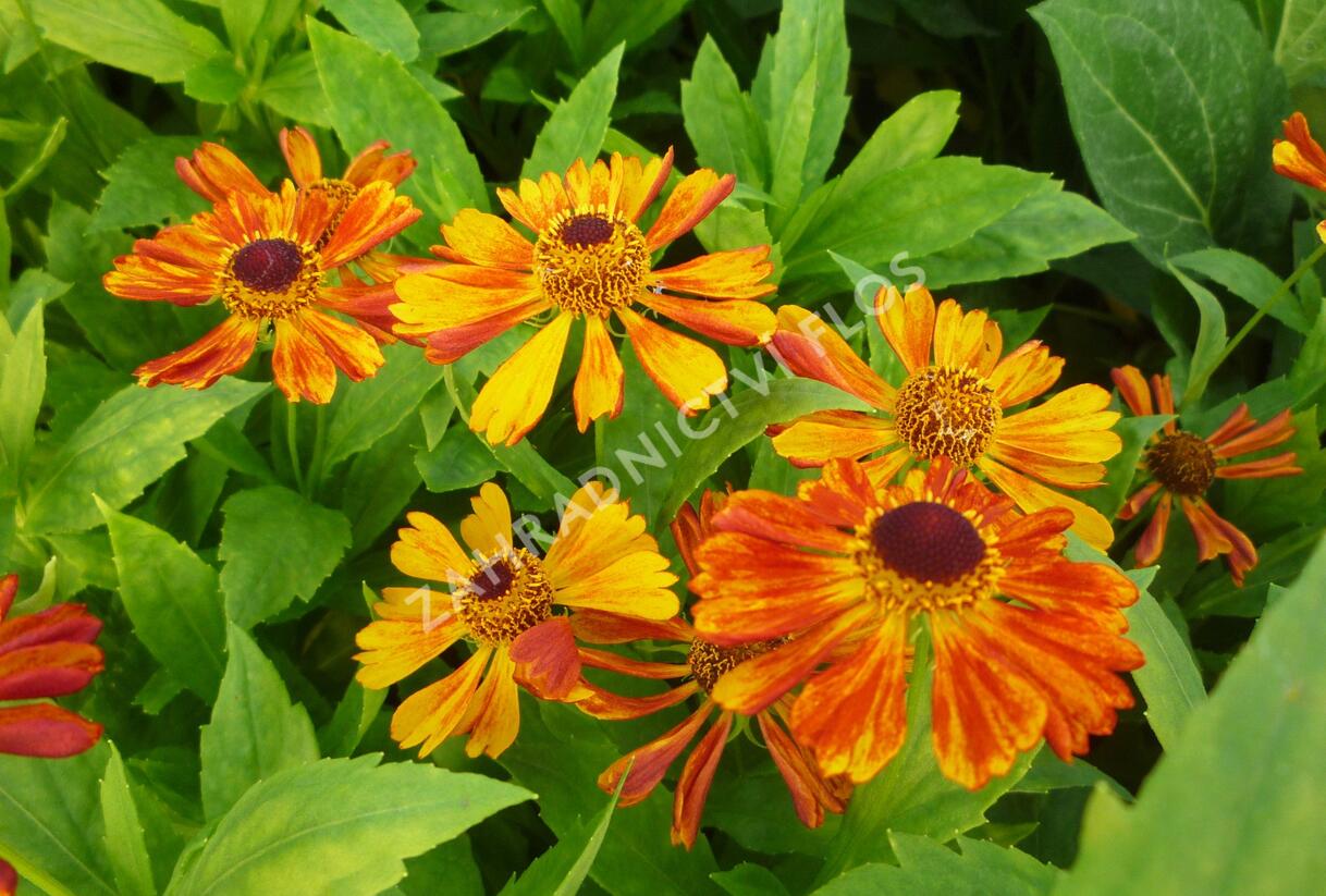 Záplevák 'Wonadonga' - Helenium 'Wonadonga'