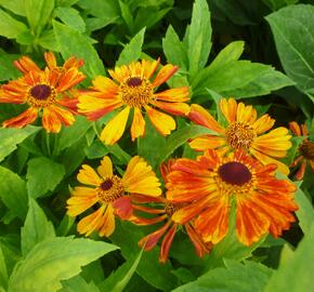 Záplevák 'Wonadonga' - Helenium 'Wonadonga'