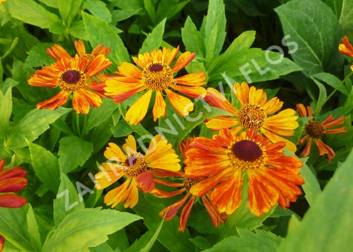 Záplevák 'Wonadonga' - Helenium 'Wonadonga'