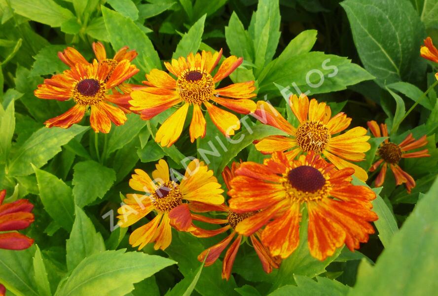 Záplevák 'Wonadonga' - Helenium 'Wonadonga'