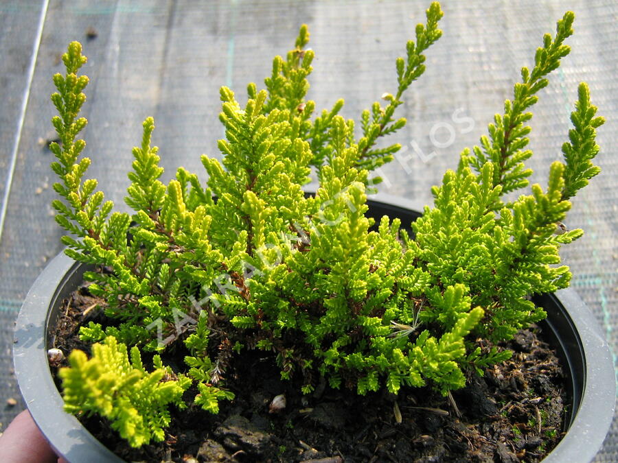 Vřes obecný 'Dart's Parrot' - Calluna vulgaris 'Dart's Parrot'