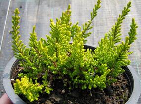 Vřes obecný 'Dart's Parrot' - Calluna vulgaris 'Dart's Parrot'