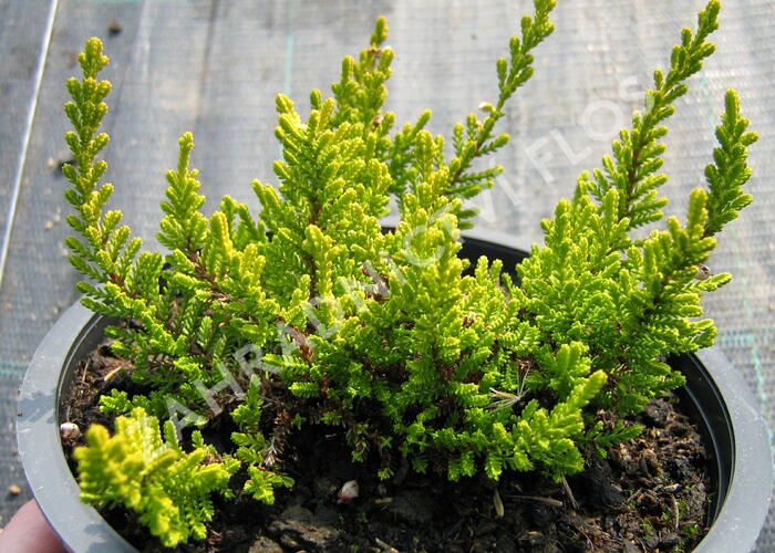 Vřes obecný 'Dart's Parrot' - Calluna vulgaris 'Dart's Parrot'