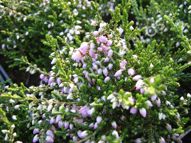 Vřes obecný 'Camla' - Calluna vulgaris 'Camla'