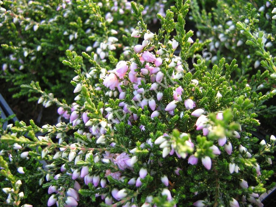 Vřes obecný 'Camla' - Calluna vulgaris 'Camla'