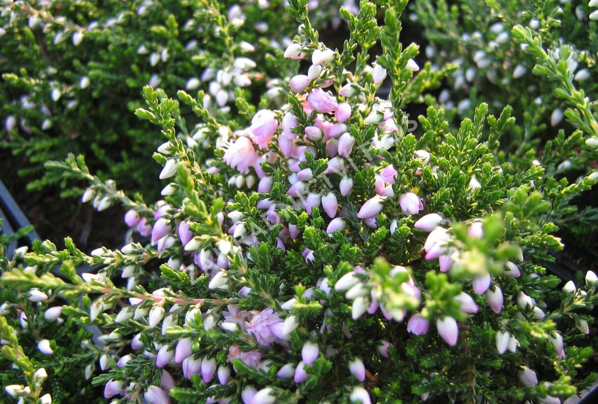 Vřes obecný 'Camla' - Calluna vulgaris 'Camla'