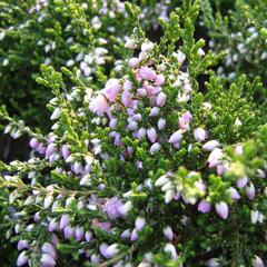 Vřes obecný 'Camla' - Calluna vulgaris 'Camla'