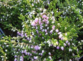 Vřes obecný 'Camla' - Calluna vulgaris 'Camla'