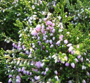 Vřes obecný 'Camla' - Calluna vulgaris 'Camla'