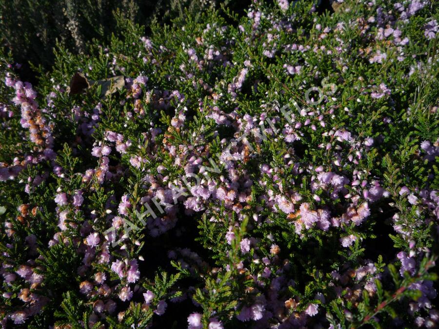 Vřes obecný 'Camla' - Calluna vulgaris 'Camla'